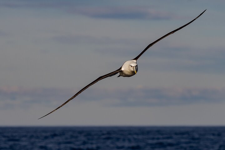 Clearwater Wildlife Tours (small group 10max) Otago Peninsula