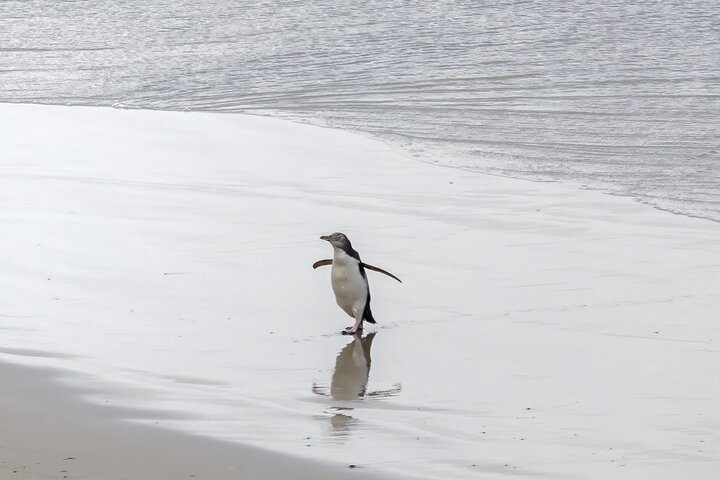 Clearwater Wildlife Tours (small group 10max) Otago Peninsula