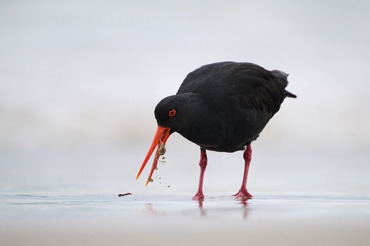 Clearwater Wildlife Tours (small group 10max) Otago Peninsula