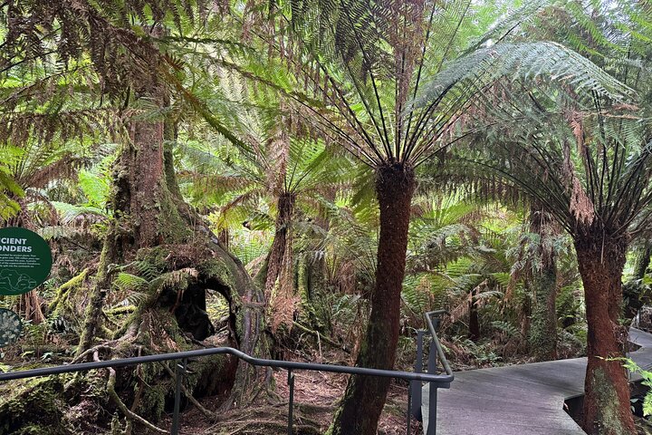 Premium Small Group Great Ocean Road & Wildlife with Lunch