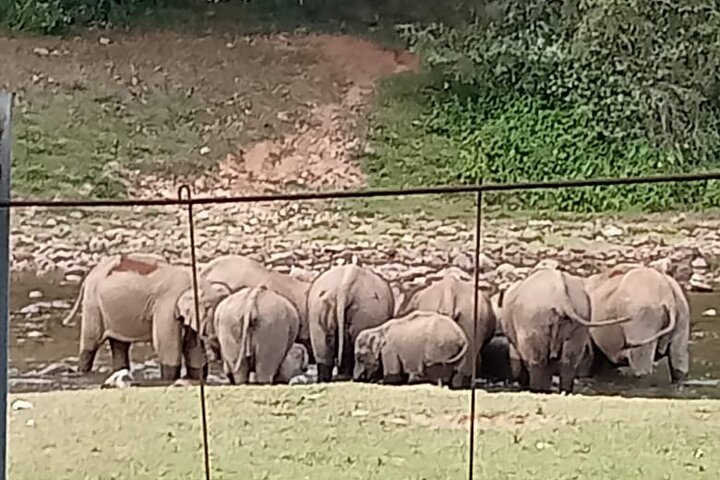 Wild Elephant Anakulam & Waterfalls Tour(munnar valley Trekking)