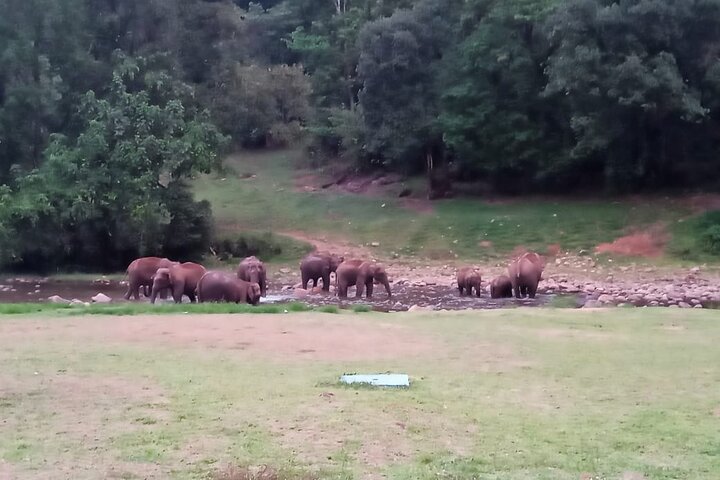 Wild Elephant Anakulam & Waterfalls Tour(munnar valley Trekking)
