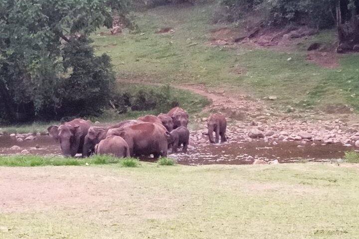 Wild Elephant Anakulam & Waterfalls Tour(munnar valley Trekking)