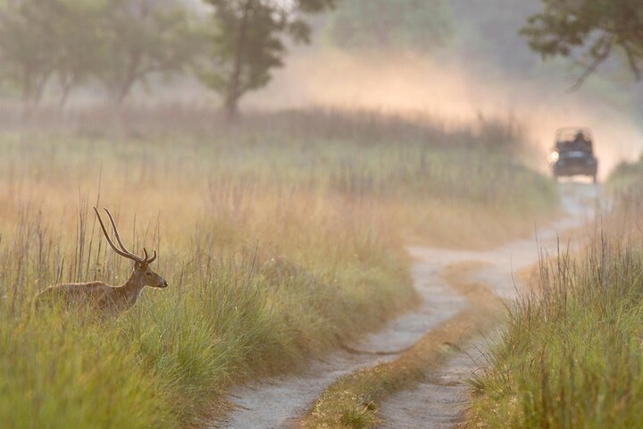 Thrilling Jeep Safari in Jim Corbett National Park with Guide