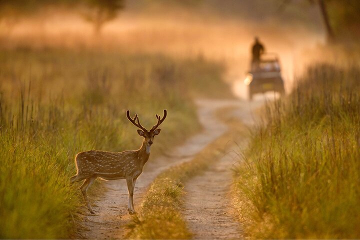 Thrilling Jeep Safari in Jim Corbett National Park with Guide