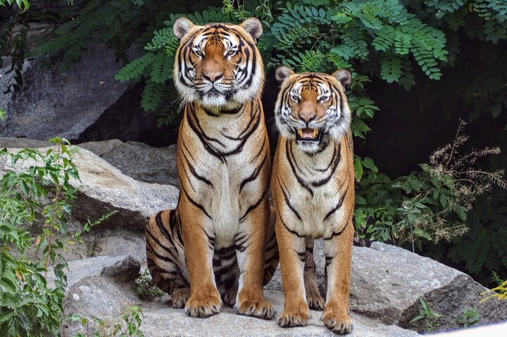 Thrilling Jeep Safari in Jim Corbett National Park with Guide