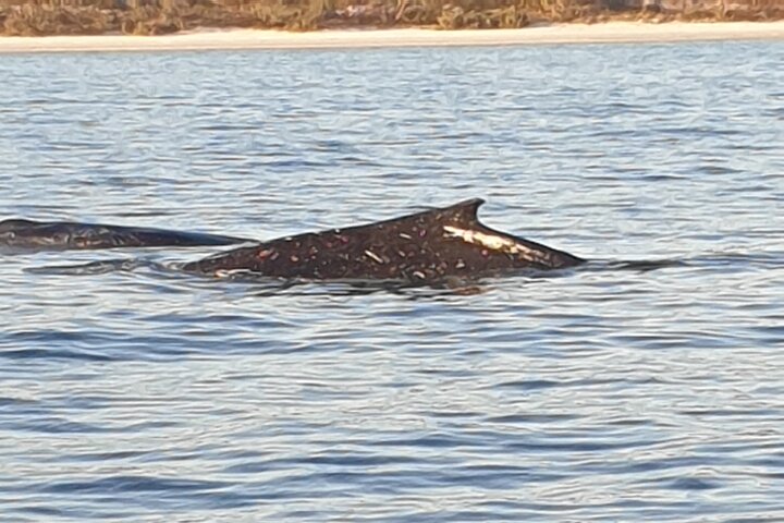 A UNIQUE Whalesongsnoosa Whale watching experience in noosa qld