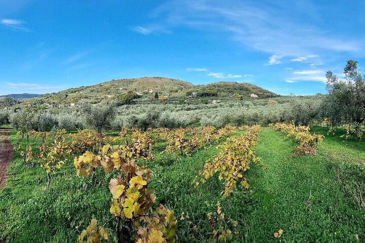 Guided tours of the olive grove with oil tasting.