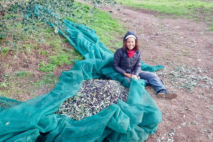Guided tours of the olive grove with oil tasting.