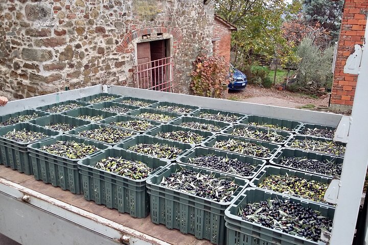 Guided tours of the olive grove with oil tasting.