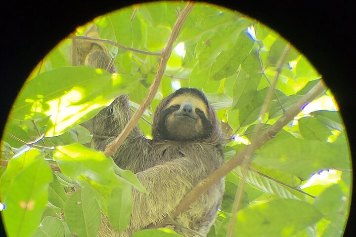 Monkey and Sloth Jungle Habitat Panama Tour