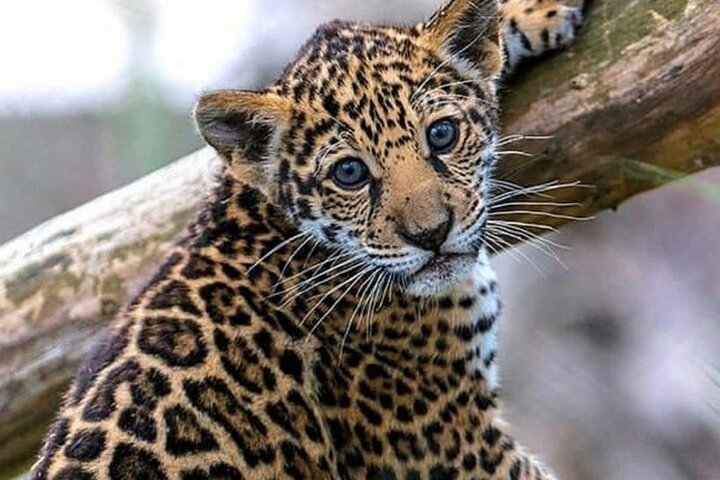 Amazon Tours - Cuyabeno - Overnight - 4 Days 3 Nights