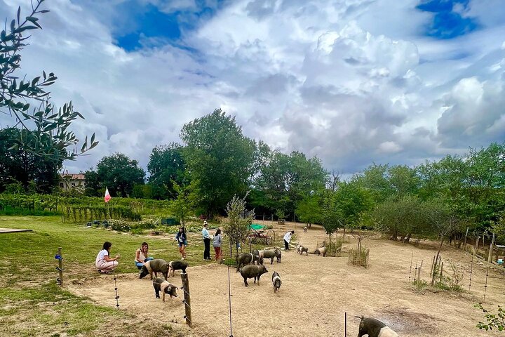 Montepulciano: Cinta Senese Farm Tour, Food Tasting & wine