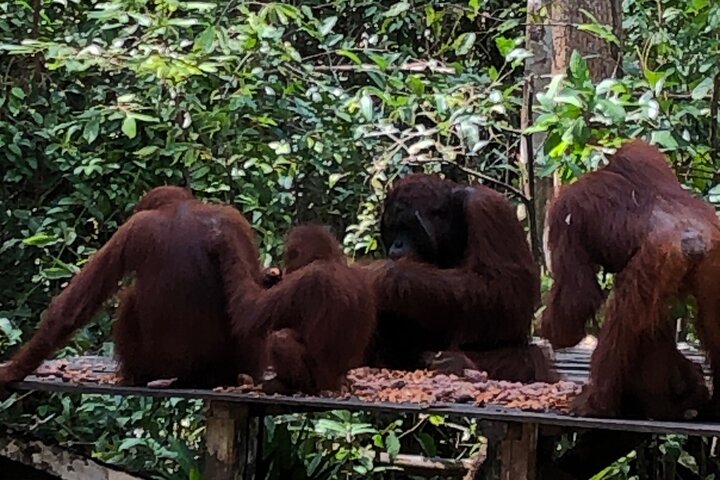 Orangutan Houseboat Kelotok Tanjung Puting 3 Days Share Cost