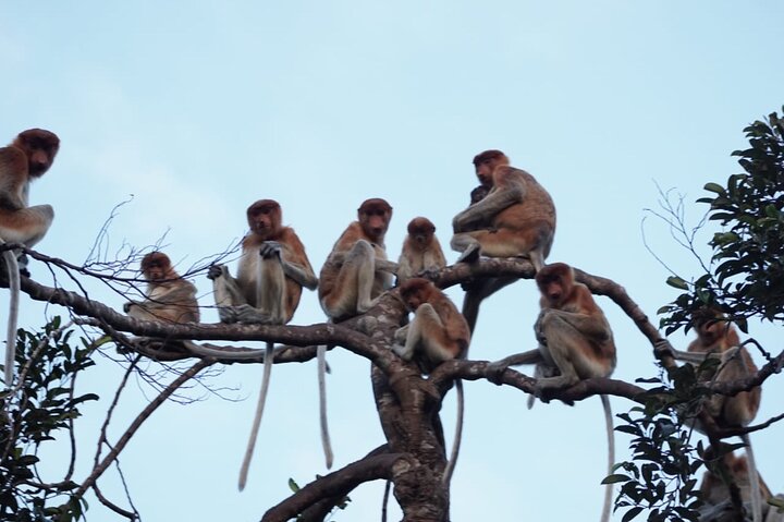 Orangutan Houseboat Kelotok Tanjung Puting 3 Days Share Cost