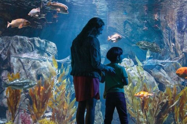 Skip the Ticketing Line: Aquarium of the Pacific General Admission Ticket