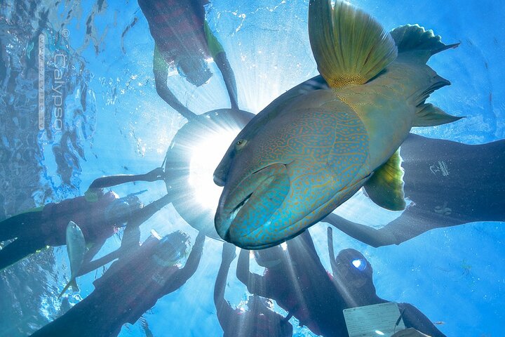 Sunlover Reef Cruises Cairns Great Barrier Reef Experience