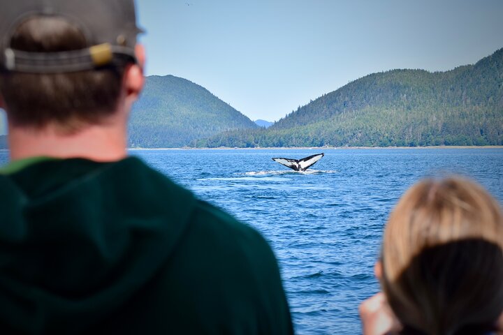 3.5 Hour Crowd-Skipping Whale Tour in Juneau, Alaska