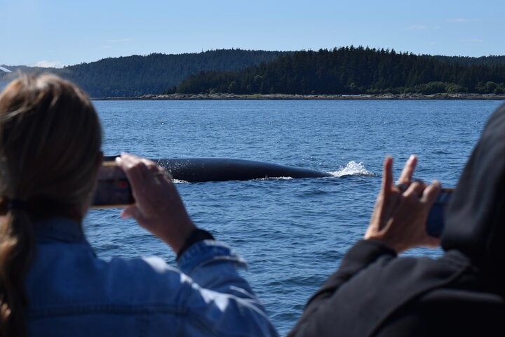 3.5 Hour Crowd-Skipping Whale Tour in Juneau, Alaska