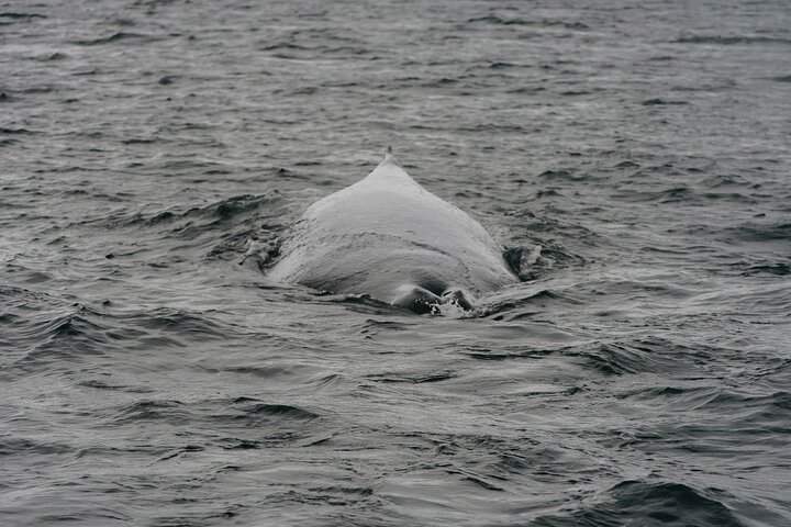 3.5 Hour Crowd-Skipping Whale Tour in Juneau, Alaska