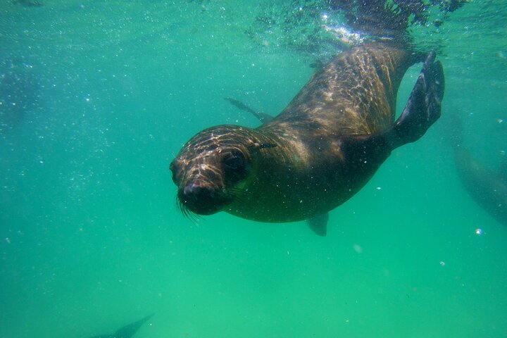 Swim with the Seals in Plettenberg Bay