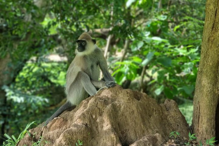 Yala safari from Galle / Unawatuna / Waligama / MIrissa / Matara
