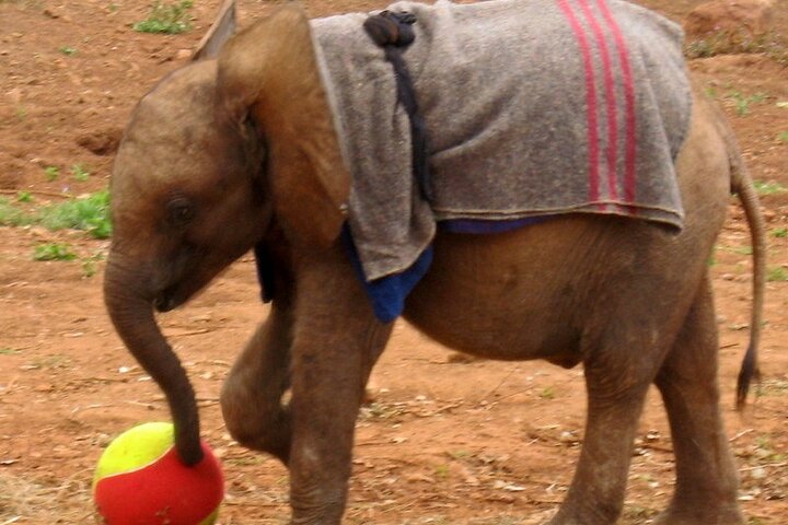 David Sheldrick Elephant Orphanage Half-Day Tour in Nairobi
