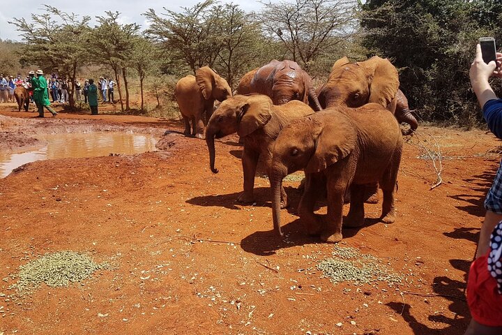 Elephant Orphanage & Giraffe Centre Tour