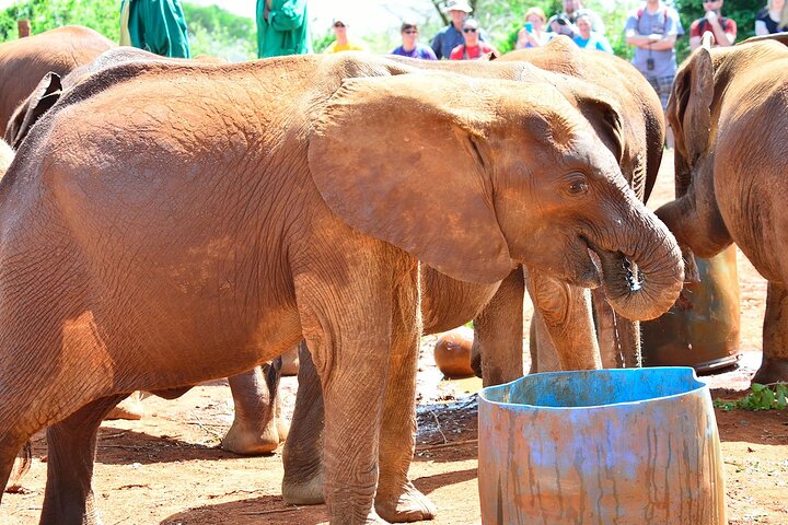 David Sheldrick Elephant Orphanage Half-Day Tour in Nairobi