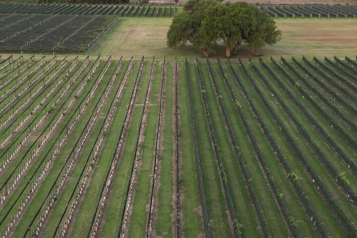 Wine Tour Privado a Colonia Caroya, Córdoba - Argentina