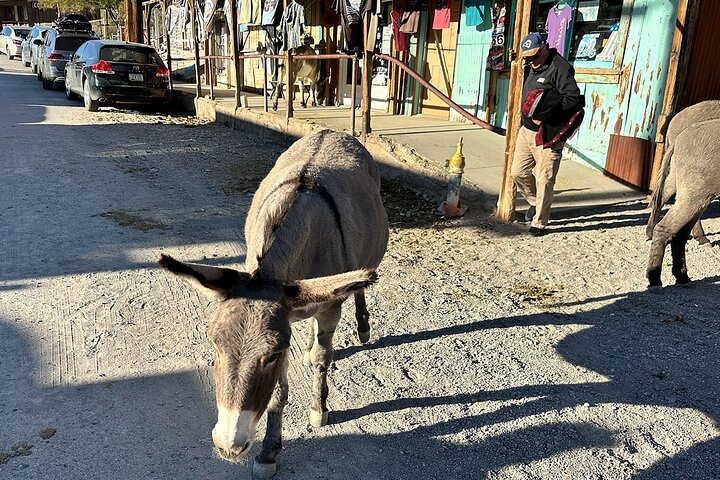 Oatman Mining Camp & Burros: Historic Route 66 Tour from Laughlin