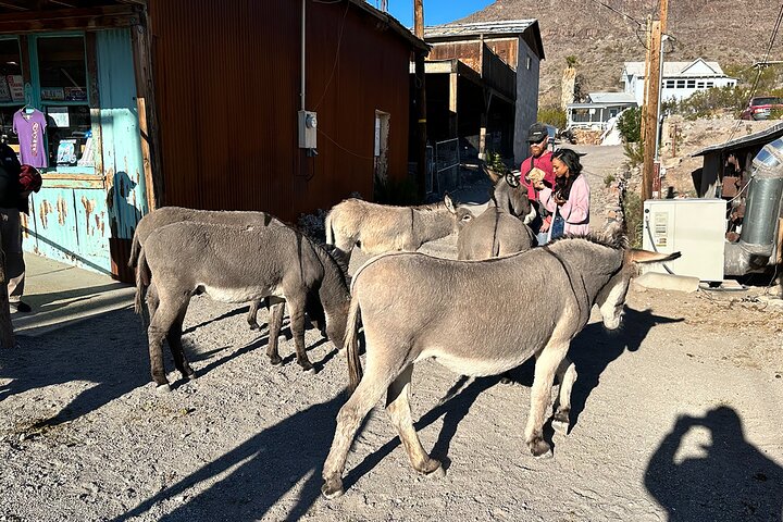 Oatman Mining Camp & Burros: Historic Route 66 Tour from Laughlin