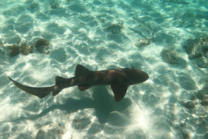 Half Day Private Tour to Islamorada Alligator Reef and Sandbar