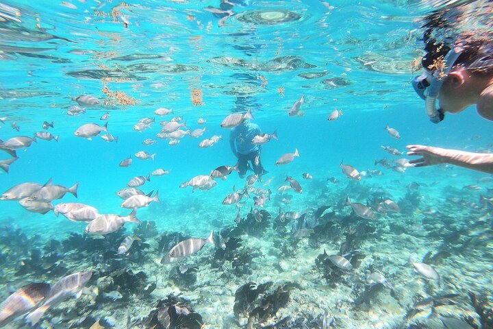 Half Day Private Tour to Islamorada Alligator Reef and Sandbar