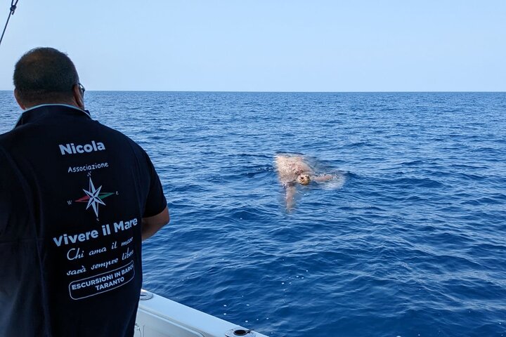 Boat tour, boat party, Dolphin watching, Fishing.