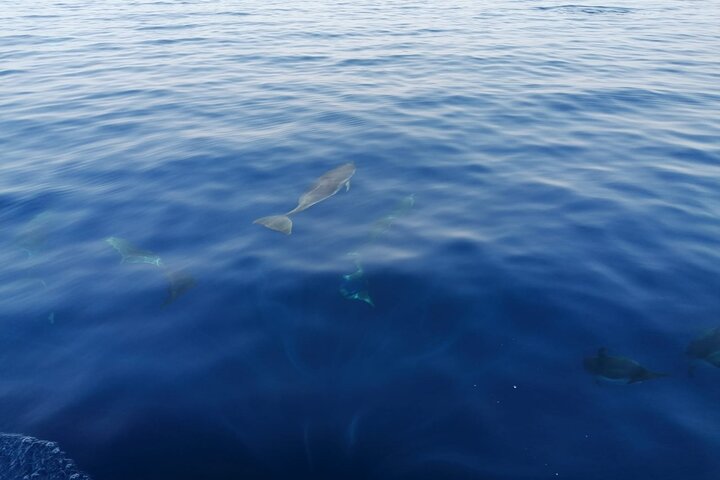 Boat tour, boat party, Dolphin watching, Fishing.