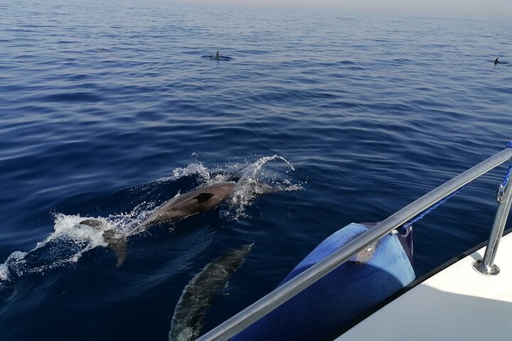 Boat tour, boat party, Dolphin watching, Fishing.