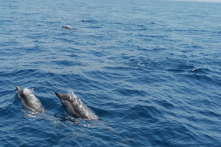 Boat tour, boat party, Dolphin watching, Fishing.