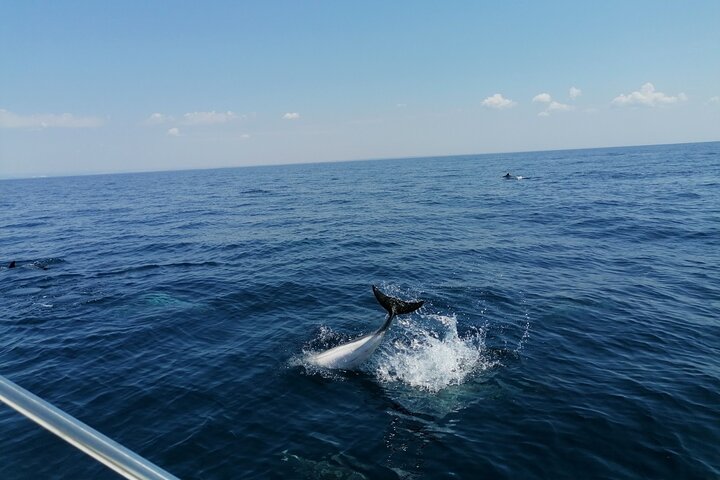 Boat tour, boat party, Dolphin watching, Fishing.