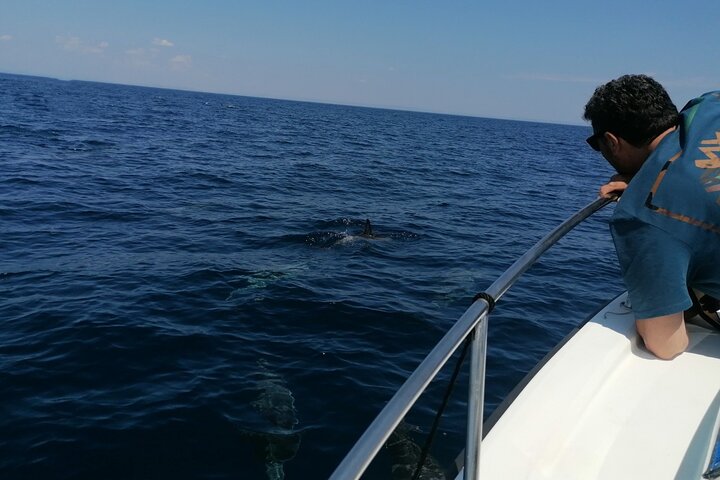 Boat tour, boat party, Dolphin watching, Fishing.