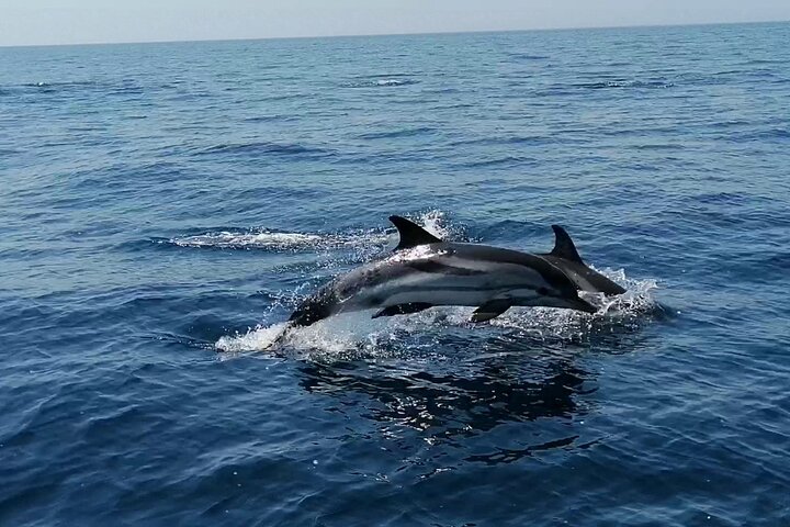 Boat tour, boat party, Dolphin watching, Fishing.