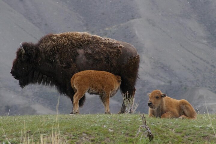 Yellowstone Upper Loop Wildlife Safari | Lamar Valley | PRIVATE