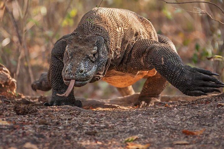 1 Day Komodo Trip by Private Speedboat