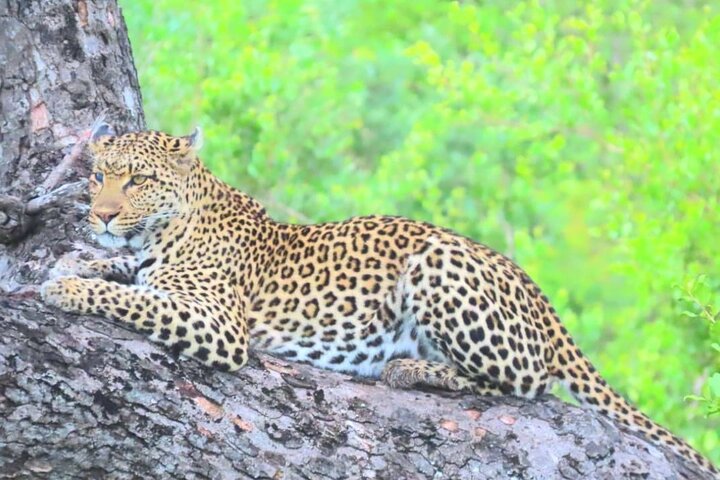 Kruger Park Full Day Guided Safari