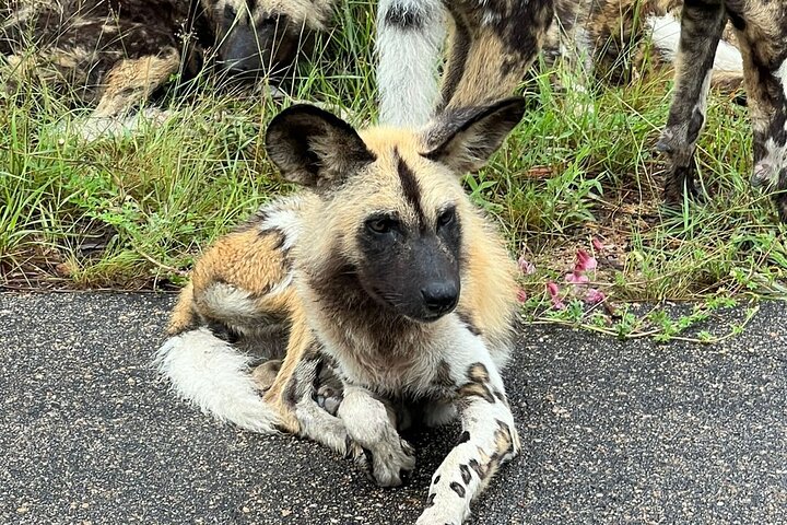 Kruger Park Full Day Guided Safari
