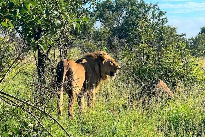 Kruger Park Full Day Guided Safari