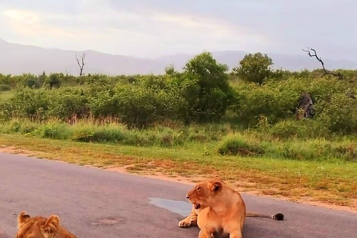 Kruger Park Full Day Guided Safari