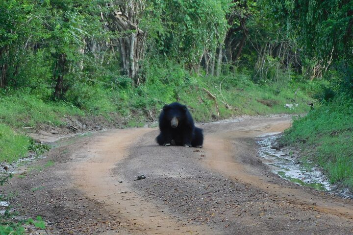 Yala National Park Safari Tours - Half Day & Full Day