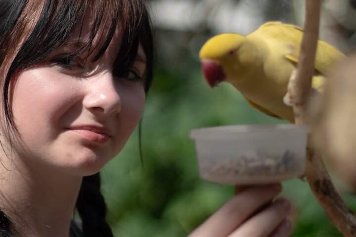 Colorful Species Of Birds