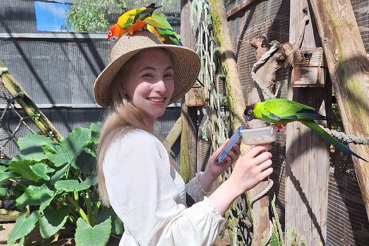 Colorful Species Of Birds